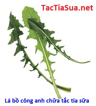 lá bồ công anh chữa tắc tia sữa la bo cong anh chua tac tia sua