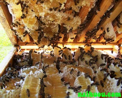 Một số bệnh thường gặp ở ong và cách điều trị Một số bệnh thường gặp ở ong và cách điều trị