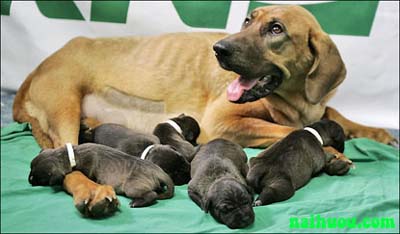 Hướng dẫn kỹ thuật nuôi chó cái giống sinh sản Hướng dẫn kỹ thuật nuôi chó cái giống sinh sản