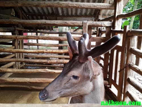 Bao tiêu sản phẩm hươu nai | Trang trại Minh Hương Bao tiêu sản phẩm hươu nai | Trang trại Minh Hương