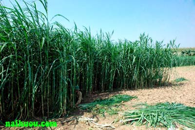 Kỹ thuật trồng cỏ voi thức ăn cho hươu nai Kỹ thuật trồng cỏ voi thức ăn cho hươu nai