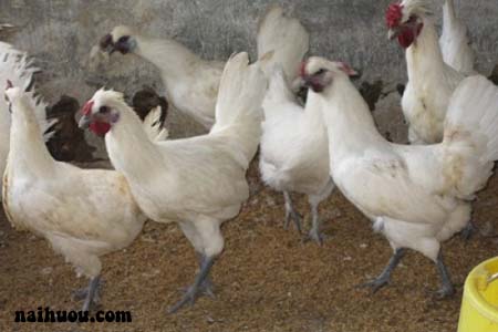 Nguồn gốc đặc điểm giống gà ác bổ dưỡng Nguồn gốc đặc điểm giống gà ác bổ dưỡng