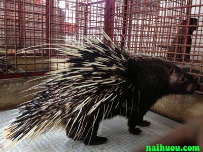 Kỹ thuật cho ăn trong nuôi nhím Kỹ thuật cho ăn trong nuôi nhím