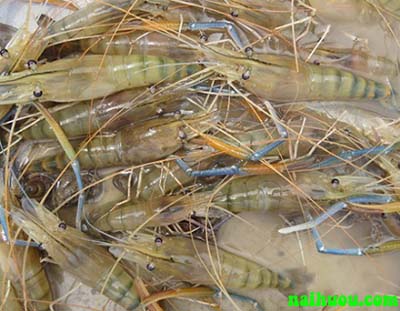 Kỹ thuật xử lý nước để nuôi tôm càng xanh Kỹ thuật xử lý nước để nuôi tôm càng xanh