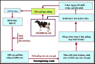 Tổ chức chọn lọc và gây tạo Trâu bò giống Tổ chức chọn lọc và gây tạo Trâu bò giống