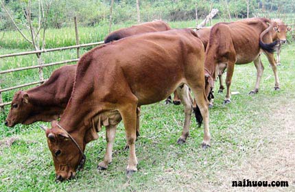 Thức ăn thô xanh cho trâu bò và gia súc Thức ăn thô xanh cho trâu bò và gia súc
