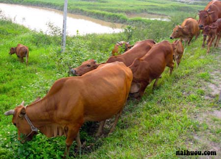 Tình hình chăn nuôi nói chung ở Việt Nam Tình hình chăn nuôi nói chung ở Việt Nam