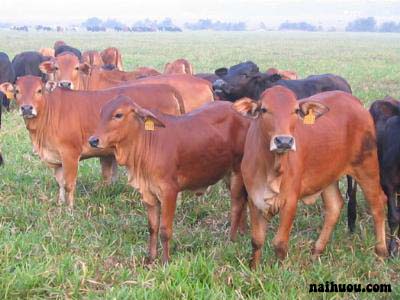 Các yếu tố ảnh hưởng tới lượng thu nhận thức ăn của trâu bò
