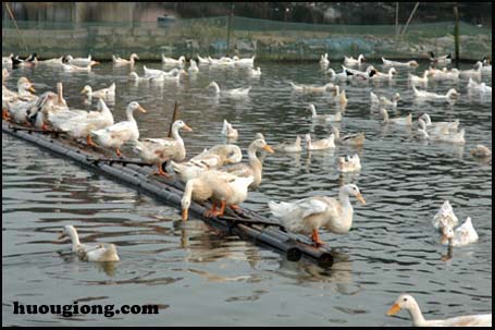 Đặc điểm giống vịt bầu ở nước ta Đặc điểm giống vịt bầu ở nước ta