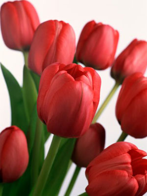 Hoa tulip cuộc chạy trốn bất thành Hoa tulip cuộc chạy trốn bất thành