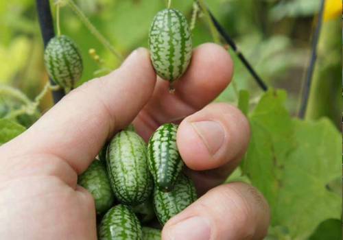 Rau củ tí hon hút khách Du Lịch Đà Lạt