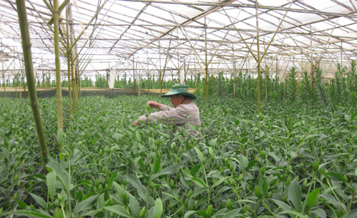 Du Lịch Đà Lạt