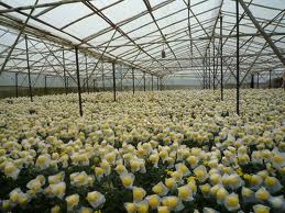 hoa cuc dalat hoa cuc dalat