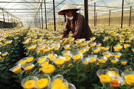 hoa cúc đà lạt hoa cúc đà lạt