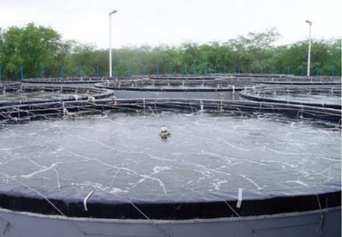 be-nuoi-thuy-san-composite.jpg be-nuoi-thuy-san-composite.jpg