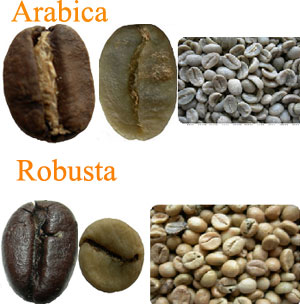Câu chuyện cà phê robusta và arabica Câu chuyện cà phê robusta và arabica