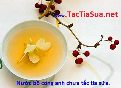 Bồ công anh đun nước uống chữa tắc tia sữa bo cong anh chua tac tia sua