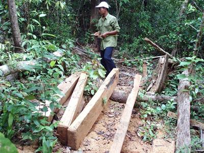 'Xẻ thịt' cây thông đỏ quý hiếm để… đóng quan tài
