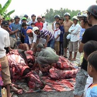 Đụng trâu, người và trâu đều chết Đụng trâu, người và trâu đều chết